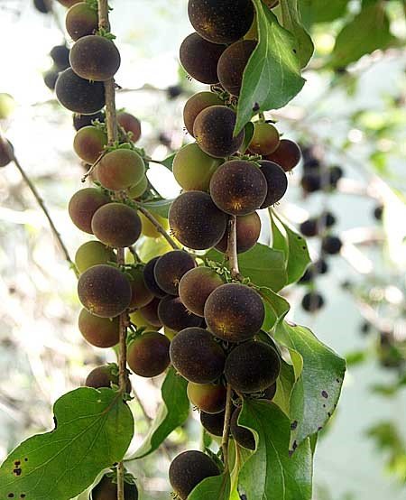 Tropical Apricot (ટ્રોપિકલ એપ્રિકોટ)